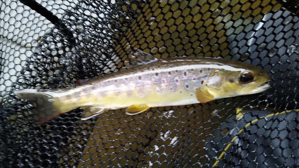 Photo of the last trout of 2021